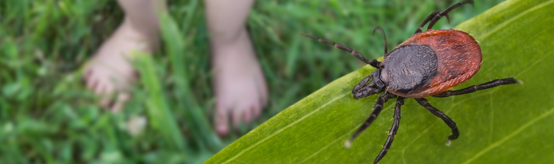 Familie im Garten mit langer Kleidung als Schutz vor Zecken – Zeckenschutz Familie mit passender Kleidung beim Spielen im Garten.