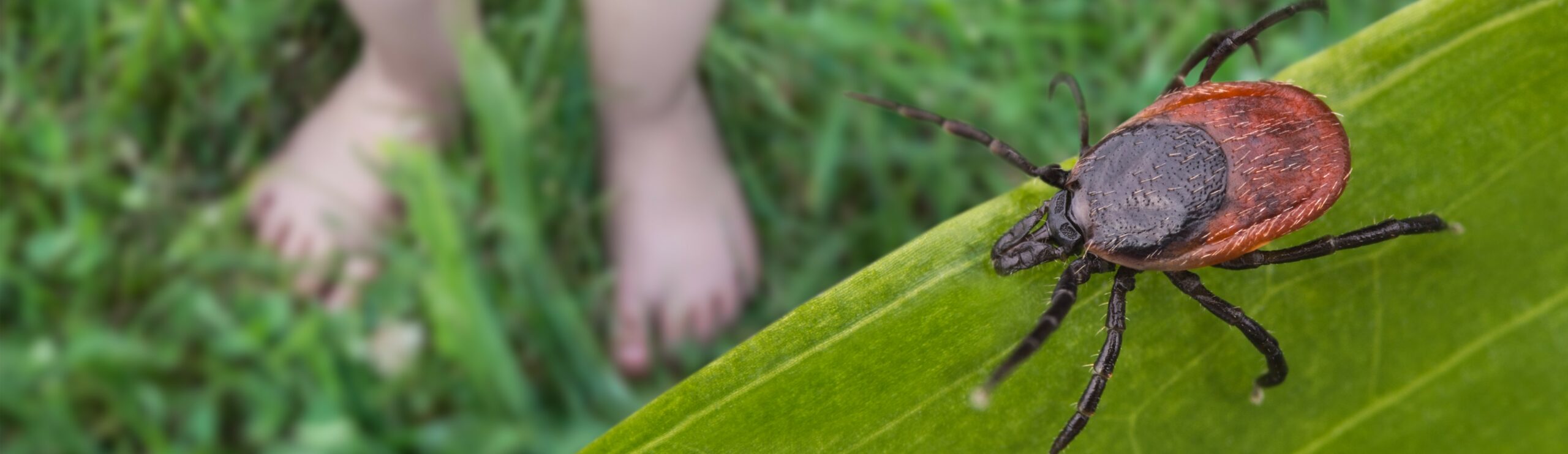 Familie im Garten mit langer Kleidung als Schutz vor Zecken – Zeckenschutz Familie mit passender Kleidung beim Spielen im Garten.